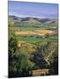 Vineyards, Barossa Valley, South Australia, Australia-Doug Pearson-Mounted Photographic Print