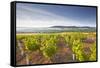 Vineyards Below the Hilltop Village of Vezelay in Burgundy, France, Europe-Julian Elliott-Framed Stretched Canvas