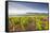 Vineyards Below the Hilltop Village of Vezelay in Burgundy, France, Europe-Julian Elliott-Framed Stretched Canvas