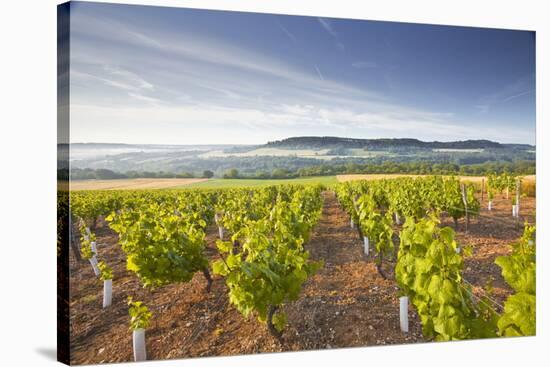 Vineyards Below the Hilltop Village of Vezelay in Burgundy, France, Europe-Julian Elliott-Stretched Canvas