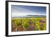 Vineyards Below the Hilltop Village of Vezelay in Burgundy, France, Europe-Julian Elliott-Framed Photographic Print