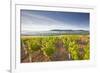 Vineyards Below the Hilltop Village of Vezelay in Burgundy, France, Europe-Julian Elliott-Framed Photographic Print