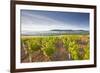 Vineyards Below the Hilltop Village of Vezelay in Burgundy, France, Europe-Julian Elliott-Framed Photographic Print