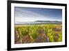 Vineyards Below the Hilltop Village of Vezelay in Burgundy, France, Europe-Julian Elliott-Framed Photographic Print