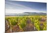 Vineyards Below the Hilltop Village of Vezelay in Burgundy, France, Europe-Julian Elliott-Mounted Photographic Print