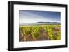 Vineyards Below the Hilltop Village of Vezelay in Burgundy, France, Europe-Julian Elliott-Framed Photographic Print