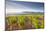 Vineyards Below the Hilltop Village of Vezelay in Burgundy, France, Europe-Julian Elliott-Mounted Photographic Print