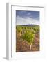 Vineyards Below the Hilltop Village of Vezelay in Burgundy, France, Europe-Julian Elliott-Framed Photographic Print