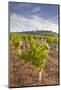 Vineyards Below the Hilltop Village of Vezelay in Burgundy, France, Europe-Julian Elliott-Mounted Photographic Print