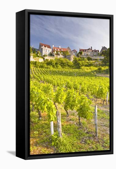 Vineyards Below the Hilltop Village of Vezelay, Yonne, Burgundy, France, Europe-Julian Elliott-Framed Stretched Canvas
