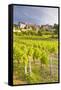 Vineyards Below the Hilltop Village of Vezelay, Yonne, Burgundy, France, Europe-Julian Elliott-Framed Stretched Canvas