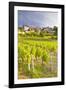 Vineyards Below the Hilltop Village of Vezelay, Yonne, Burgundy, France, Europe-Julian Elliott-Framed Photographic Print