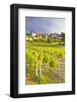 Vineyards Below the Hilltop Village of Vezelay, Yonne, Burgundy, France, Europe-Julian Elliott-Framed Photographic Print