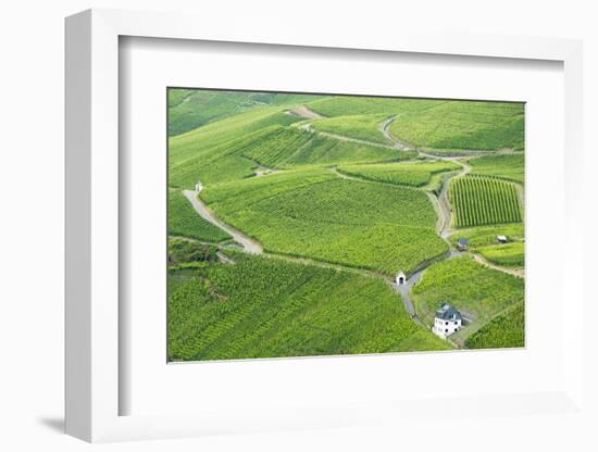 Vineyards, Bernkastel-Kues, Rhineland-Palatinate, Germany-Ian Trower-Framed Photographic Print