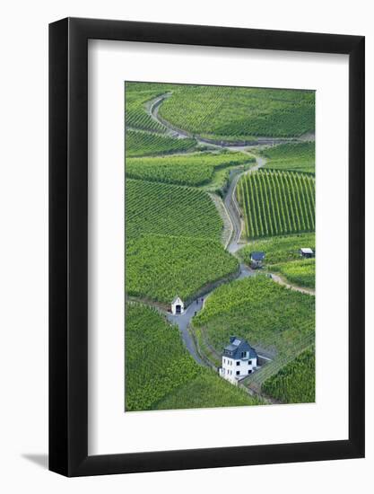 Vineyards, Bernkastel-Kues, Rhineland-Palatinate, Germany-Ian Trower-Framed Photographic Print