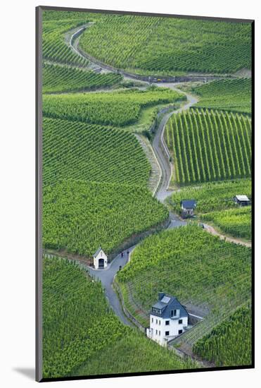 Vineyards, Bernkastel-Kues, Rhineland-Palatinate, Germany-Ian Trower-Mounted Photographic Print