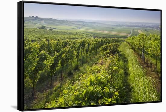 Vineyards Between Baden Bei Wien and Gumpoldskirchen, Vienna Basin, Lower Austria, Austria-Rainer Mirau-Framed Stretched Canvas