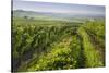 Vineyards Between Baden Bei Wien and Gumpoldskirchen, Vienna Basin, Lower Austria, Austria-Rainer Mirau-Stretched Canvas