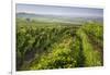 Vineyards Between Baden Bei Wien and Gumpoldskirchen, Vienna Basin, Lower Austria, Austria-Rainer Mirau-Framed Photographic Print