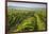 Vineyards Between Baden Bei Wien and Gumpoldskirchen, Vienna Basin, Lower Austria, Austria-Rainer Mirau-Framed Photographic Print