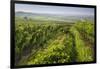 Vineyards Between Baden Bei Wien and Gumpoldskirchen, Vienna Basin, Lower Austria, Austria-Rainer Mirau-Framed Photographic Print