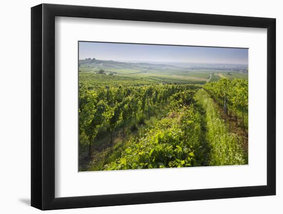 Vineyards Between Baden Bei Wien and Gumpoldskirchen, Vienna Basin, Lower Austria, Austria-Rainer Mirau-Framed Photographic Print