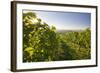 Vineyards Between Baden Bei Wien and Gumpoldskirchen, Vienna Basin, Lower Austria, Austria-Rainer Mirau-Framed Photographic Print