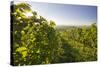 Vineyards Between Baden Bei Wien and Gumpoldskirchen, Vienna Basin, Lower Austria, Austria-Rainer Mirau-Stretched Canvas