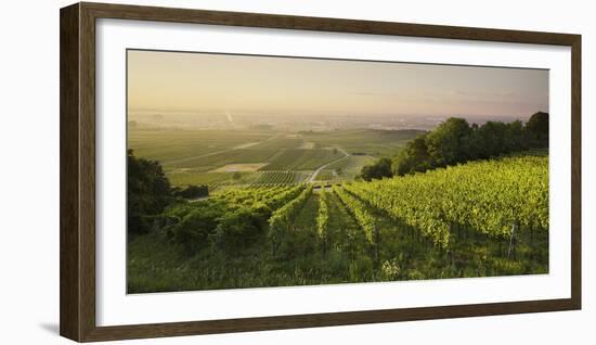 Vineyards Between Baden Bei Wien and Gumpoldskirchen, Vienna Basin, Lower Austria, Austria-Rainer Mirau-Framed Photographic Print