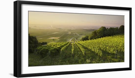 Vineyards Between Baden Bei Wien and Gumpoldskirchen, Vienna Basin, Lower Austria, Austria-Rainer Mirau-Framed Photographic Print