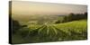 Vineyards Between Baden Bei Wien and Gumpoldskirchen, Vienna Basin, Lower Austria, Austria-Rainer Mirau-Stretched Canvas