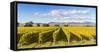 Vineyards, Blenheim, Marlborough, South Island, New Zealand-Matteo Colombo-Framed Stretched Canvas