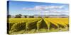 Vineyards, Blenheim, Marlborough, South Island, New Zealand-Matteo Colombo-Stretched Canvas