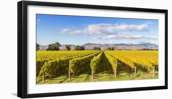 Vineyards, Blenheim, Marlborough, South Island, New Zealand-Matteo Colombo-Framed Photographic Print