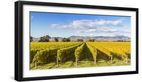 Vineyards, Blenheim, Marlborough, South Island, New Zealand-Matteo Colombo-Framed Photographic Print