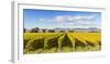 Vineyards, Blenheim, Marlborough, South Island, New Zealand-Matteo Colombo-Framed Photographic Print