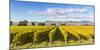 Vineyards, Blenheim, Marlborough, South Island, New Zealand-Matteo Colombo-Mounted Photographic Print