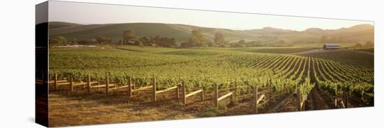 Vineyards, Carneros District, Napa Valley, California, USA-null-Stretched Canvas