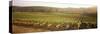 Vineyards, Carneros District, Napa Valley, California, USA-null-Stretched Canvas
