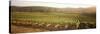 Vineyards, Carneros District, Napa Valley, California, USA-null-Stretched Canvas