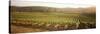 Vineyards, Carneros District, Napa Valley, California, USA-null-Stretched Canvas