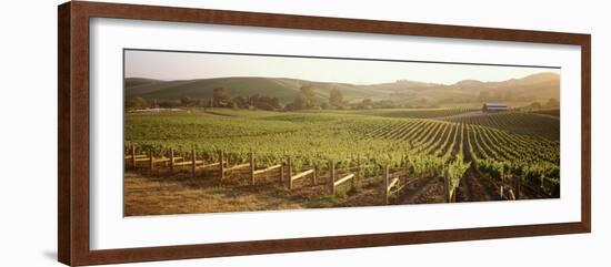 Vineyards, Carneros District, Napa Valley, California, USA-null-Framed Photographic Print