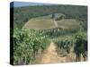 Vineyards, Chianti, Tuscany, Italy, Europe-Sergio Pitamitz-Stretched Canvas