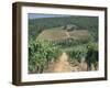 Vineyards, Chianti, Tuscany, Italy, Europe-Sergio Pitamitz-Framed Photographic Print