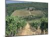 Vineyards, Chianti, Tuscany, Italy, Europe-Sergio Pitamitz-Mounted Photographic Print