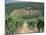 Vineyards, Chianti, Tuscany, Italy, Europe-Sergio Pitamitz-Mounted Photographic Print