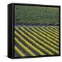 Vineyards, Cognac Region, Charente, Poitou Charentes, France-Doug Pearson-Framed Stretched Canvas