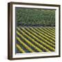 Vineyards, Cognac Region, Charente, Poitou Charentes, France-Doug Pearson-Framed Photographic Print