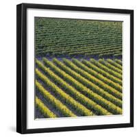 Vineyards, Cognac Region, Charente, Poitou Charentes, France-Doug Pearson-Framed Photographic Print