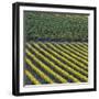 Vineyards, Cognac Region, Charente, Poitou Charentes, France-Doug Pearson-Framed Photographic Print